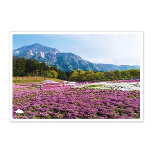 < 春ポストカード >日本の絶景ポストカード JPC-53 羊山公園（芝桜の丘）