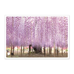 < 春ポストカード >日本の絶景ポストカード JPC-54 あしかがフラワーパーク
