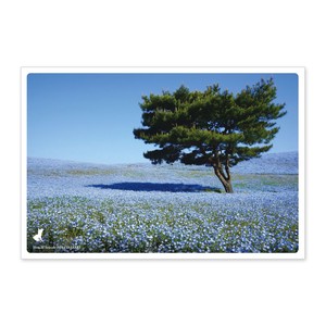 < 春ポストカード >日本の絶景ポストカード JPC-56 国営ひたち海浜公