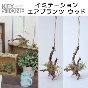 エアプランツの商品一覧 卸 仕入れサイト スーパーデリバリー エアプランツの商品一覧 卸 仕入れサイト スーパーデリバリー
