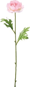 Single Ranunculus