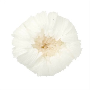 大地農園　EARTH　MATTERS　輪菊　小　白　プリザーブドフラワー【日本製】