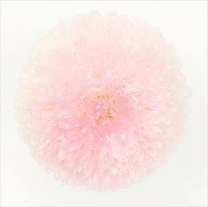 大地農園　EARTH　MATTERS　ポンポン菊　ミディ　ホワイトピンク　プリザーブドフラワー【日本製】