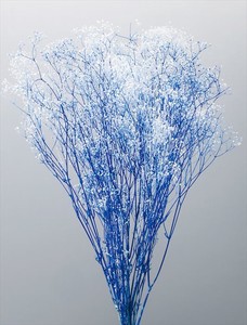 大地農園　EARTH　MATTERS　ミニカスミ草　フラワーベール　白／ブルー　プリザーブド小花
