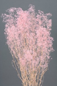大地農園　EARTH　MATTERS　ソフトミニカスミ草　ピンク　プリザーブド小花