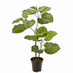 【セール品】MAGIQ　ウンベラータ　S　GREEN　観葉植物