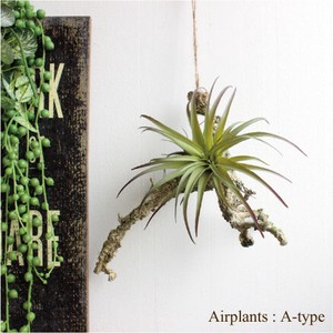 エアプランツハンギング　A-type　　5311