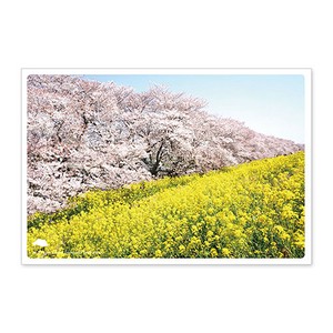 < 春ポストカード >日本の絶景ポストカード JPC-71 熊谷桜堤