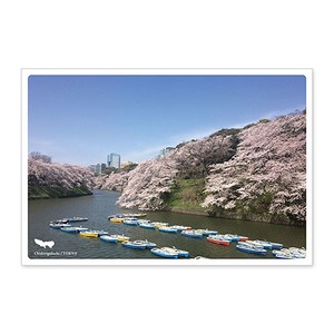 < 春ポストカード >日本の絶景ポストカード JPC-74 千鳥ヶ淵