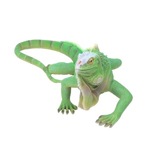 Animal Ornament