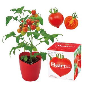 ハートトマト栽培セット ハートマト