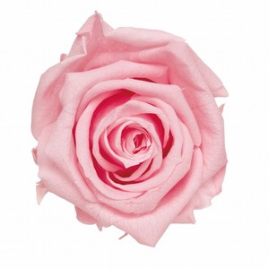 【セール品】フロールエバー ピッコラブロッサムローズ　ベイビーピンク　プリザーブドフラワー　バラ