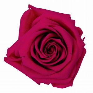 【セール品】フロールエバー ベイビーローズ　フューシャピンク　12輪入（プリザーブドフラワー）　バラ