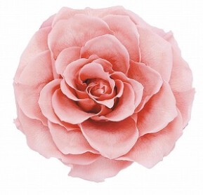 AR　リンダ　1輪1108−11　フェミニンピンク【薔薇】【バラ】【プリザーブドフラワー】