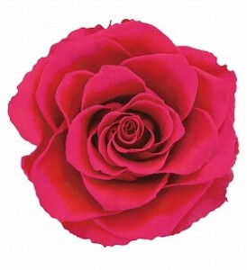 AR　リンダ　1輪1108−12　ホットピンク【薔薇】【バラ】【プリザーブドフラワー】
