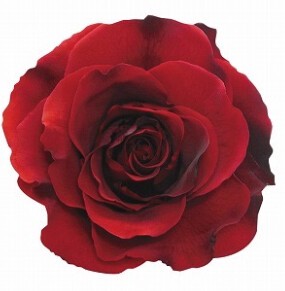 AR　リンダ　1輪1108−32　レオパルドボルドー【薔薇】【バラ】【プリザーブドフラワー】