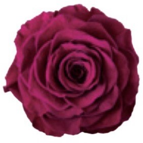 AR　リンダ　1輪1108−52　リッチプラム【薔薇】【バラ】【プリザーブドフラワー】