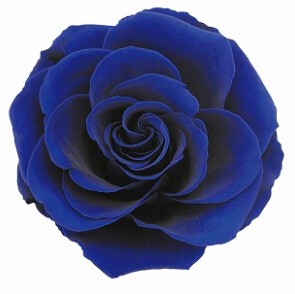 AR　リンダ　1輪1108−61　エクセレントブルー【薔薇】【バラ】【プリザーブドフラワー】