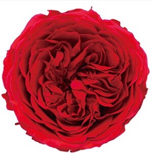 AR　オールドロ−ズクララ6輪1113−30　ブライトレッド【薔薇】【バラ】【プリザーブドフラワー】