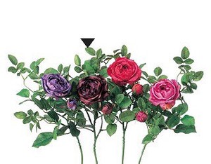 A−31916　キャベジローズ＃025A　ダスティローズ【薔薇】【ばら】【バラ】