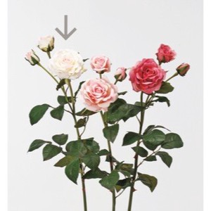 A−32359　ローズ×2　つぼ＃001P　ホワイトピンク【薔薇】【ばら】【バラ】