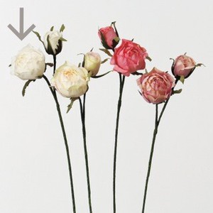 A−32456　エクアドルローズ＃001　ホワイト【薔薇】【ばら】【バラ】