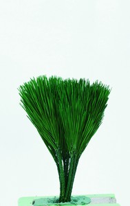 大地農園　EARTH　MATTERSみやこ松・小　グリーン