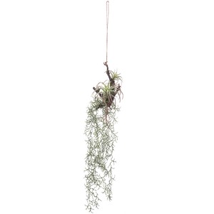 975 Hanging Plants