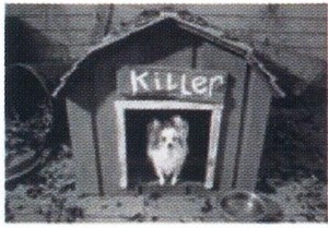 ■輸入ポストカード★Small Killer Dog