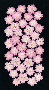 和服/日式服装 刺绣 和服 樱花 日本制造