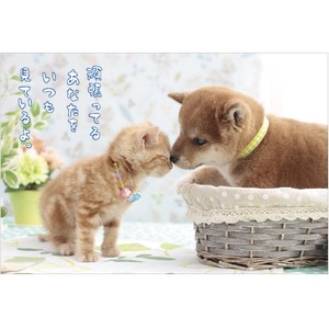 Postcard Shiba Dog Cat