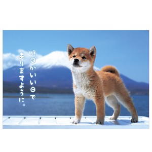 Postcard Shiba Dog