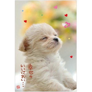Postcard Chihuahua Dog