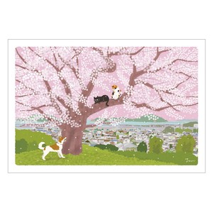 Postcard Cherry Blossoms Cat