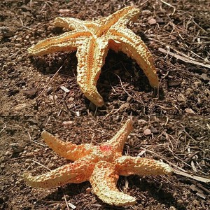 Creature Series Starfish Ornament