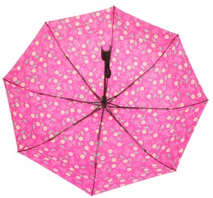 Umbrella Daisy