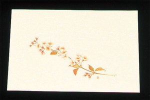 尺三　懐石まっと　ｸﾘｰﾑ(100枚入)WSS-4　桜(2月〜4月)