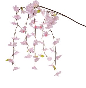 【春】シダレザクラ　ピンク