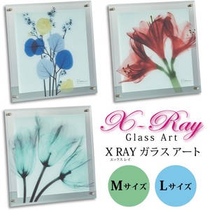 X RAY ガラス アート Mサイズ・Lサイズ