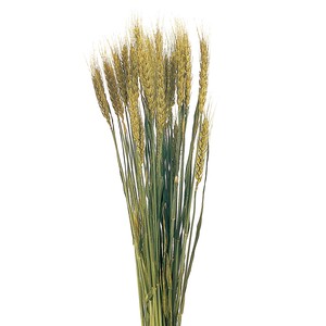 風の花　ドライフラワー　小麦