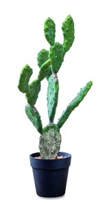 Poth Living Cactus Pot