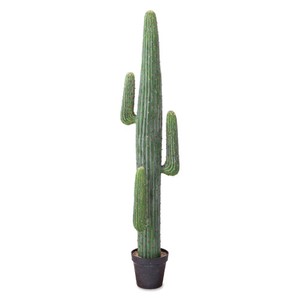 Poth Living Cactus Pot