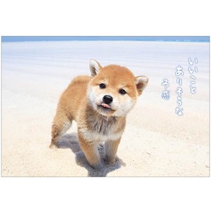 Postcard Shiba Dog Summer