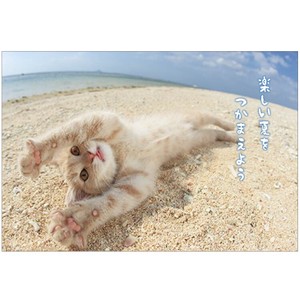 Postcard Cat Summer