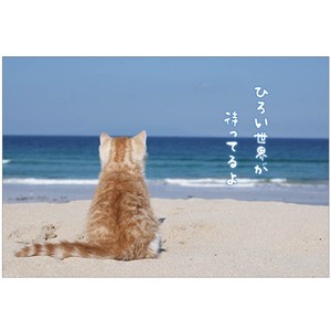 Postcard Cat Summer