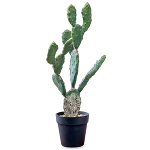 Cactus Pot