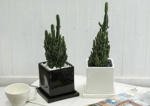【SALE！】電磁波吸収サボテンL