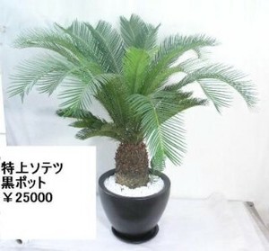 【大人気！モダンシリーズ】特上ソテツ黒ポット