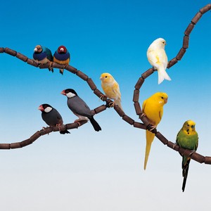 Bird Pet Item Design
