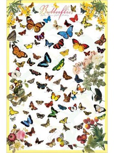 ■輸入ポスター■610X915mm★Butterflies　蝶々　ちょうちょ